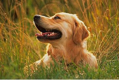 苹果深耕AI领域 拟联手富士康在中国台湾生产AI服务器